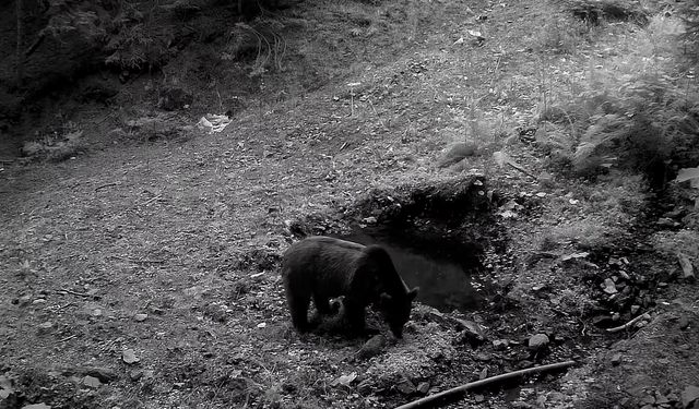Yaban hayatı fotokapanlarla görüntülendi