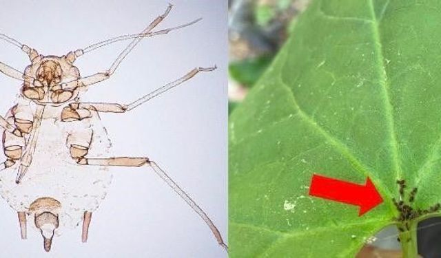 Yeni bir böcek türü keşfedildi