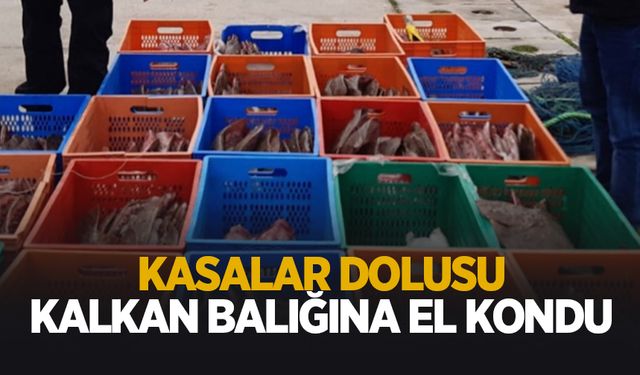 Kasalar dolusu kalkan balığına el konuldu