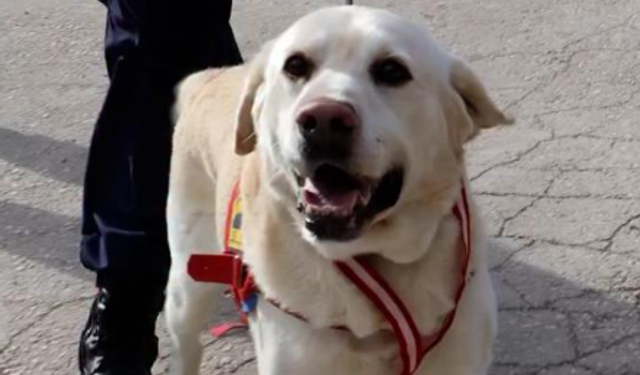 Jandarmanın hassas burnu "Medyum" 10 yıllık mesaisini tamamladı