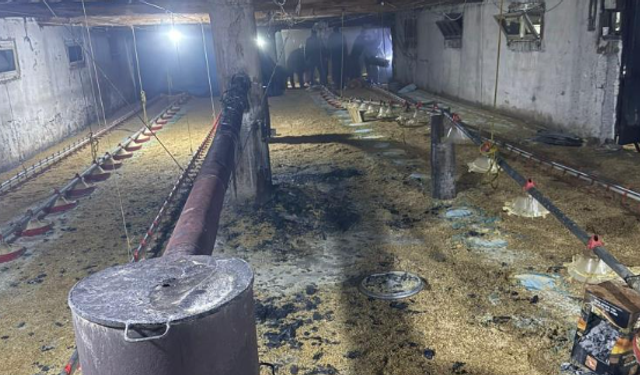 Tavuk çiftliğinde yangın paniği