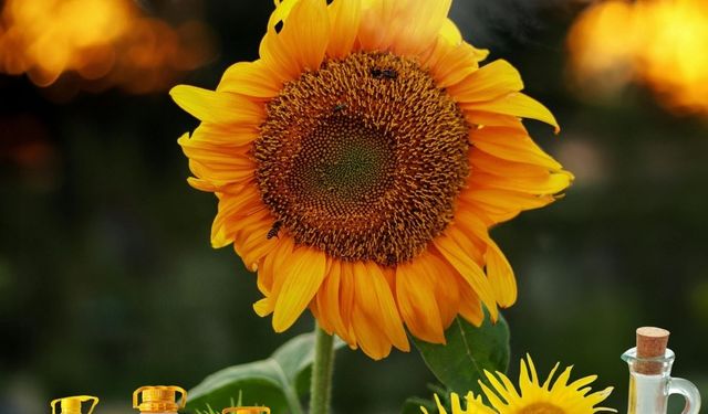 İl Müdürü Baş: "Yağlı tohumların geliştirilmesi stratejik önceliğimizdir"