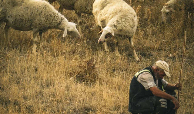 Veteriner Hekim Yıldız: “Meralar ve çobanlar hayvancılığın geleceği için hayati öneme sahip”