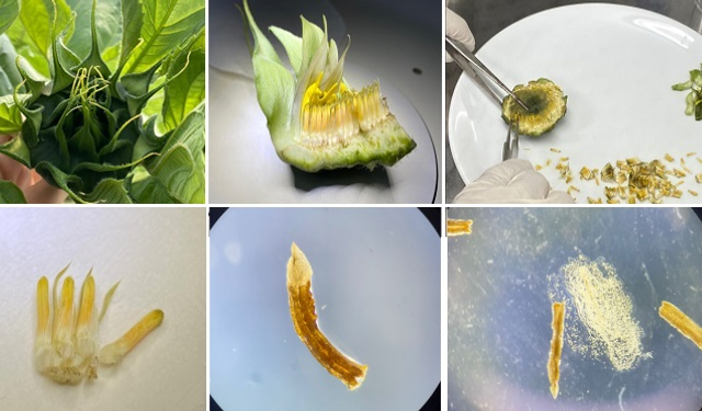 SUBÜ’den ayçiçeği ıslah süresini kısaltacak proje