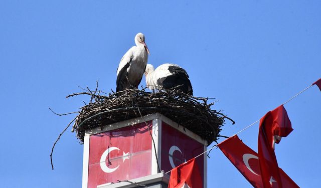Yuva yapacak alan bulamayan leylekler yeniden geldi