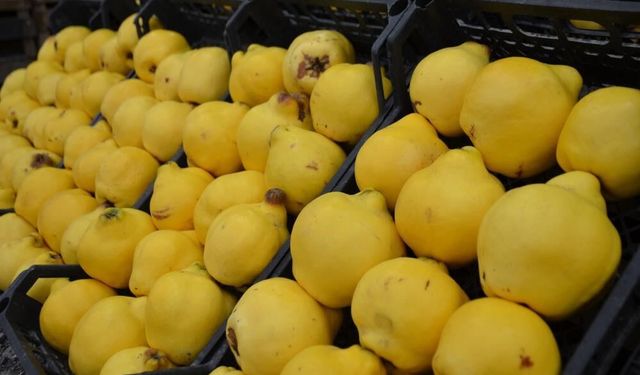 Ayvayı yiyemedik...Kilosu 300 liraya dayandı; lüks oldu