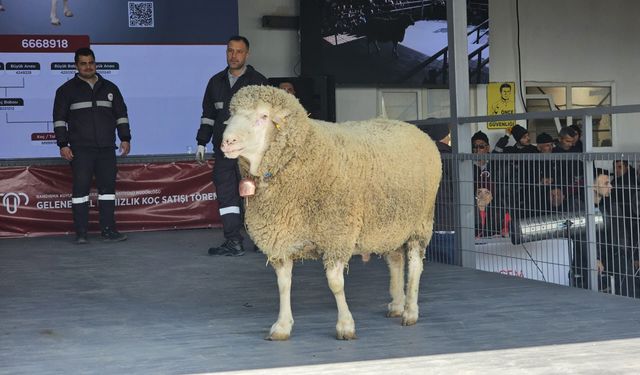 Bu koç 1 milyon 110 bin TL'ye satıldı