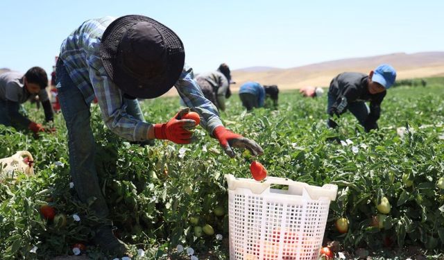 Mevsimlik tarım işçilerinin ücretleri yüzde 37,8 arttı