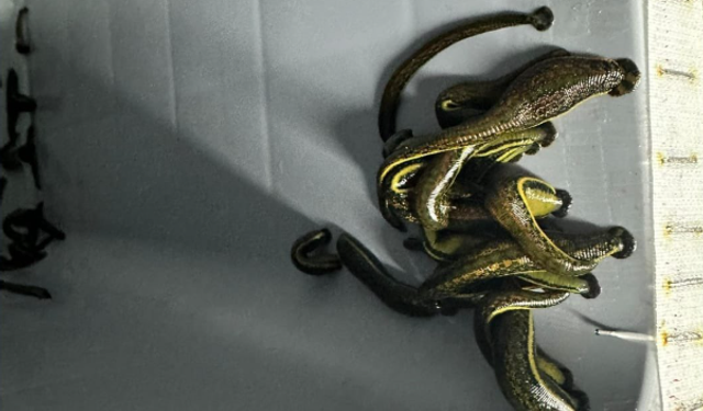 Tıbbi sülük üretim tesisine denetim gerçekleştirildi