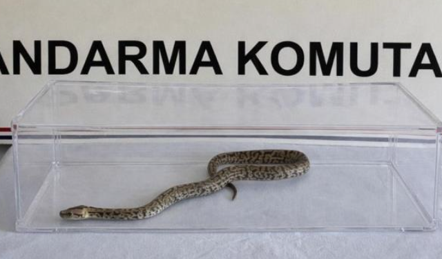 Nesli tükenmekte olan piton yılanı yakalandı