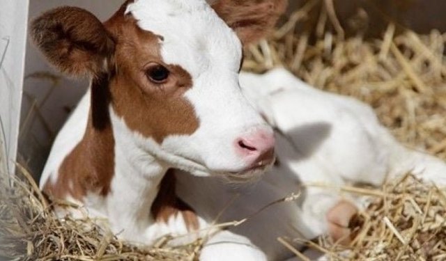 Yeni doğan buzağılar için kritik uyarı: İlk 30 dakika hayati önem taşıyor