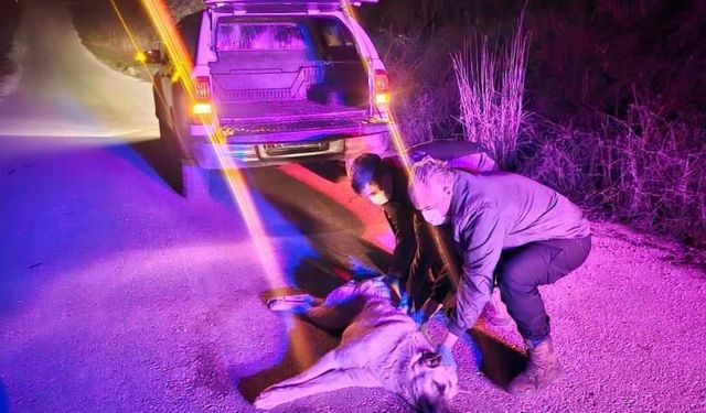 Yaralı köpek ihbarına jandarma müdahale etti