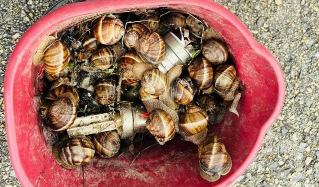 Kaçak toplanan 16 kilogram salyangoz ele geçirildi