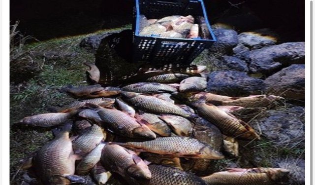 250 kilo ağırlığındaki 100 canlı sazan balığı kurtarıldı