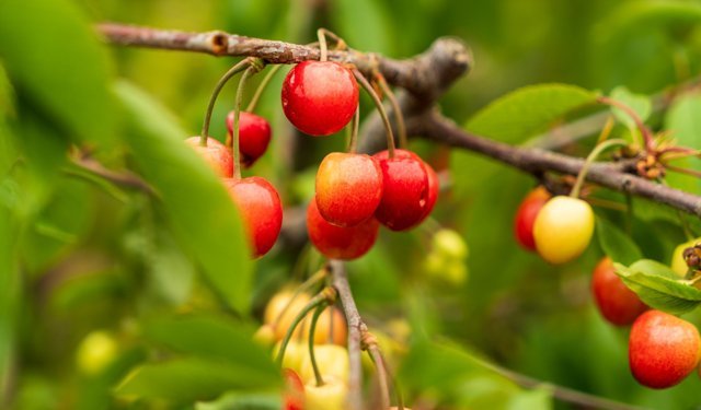 İlk kiraz rekor fiyatla satıldı