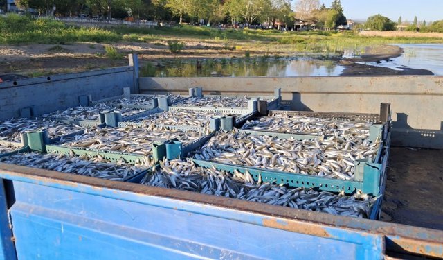 İznik Gölü’nde bereketli sezon...Gümüş balığında yüzler gülüyor
