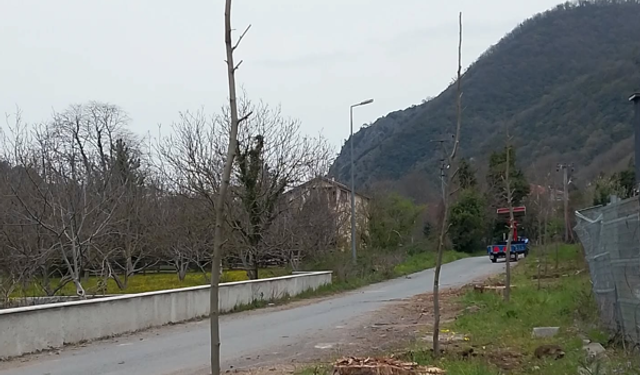 Doğançay'da kesilen çınarların yerine yenileri dikildi