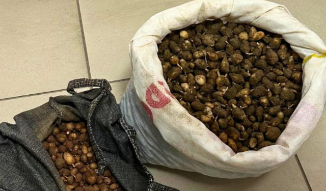 İzinsiz salep orkidesi yumrusu toplayanlara 700 bin lira ceza