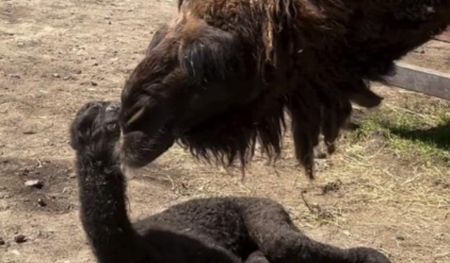 Ormanya'da doğan yavru deve neşe kaynağı oldu