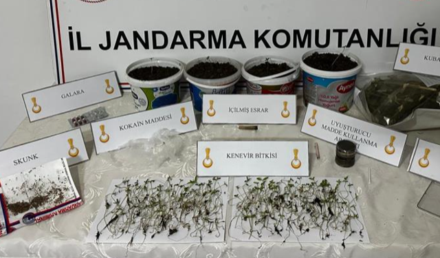 Saksıda kenevir yetiştirmiş