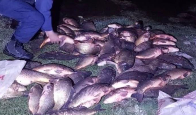 350 kilo sazanı jandarma kurtardı