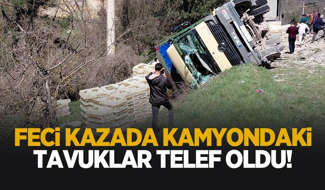 Devrilen kamyondaki tavuklar telef oldu