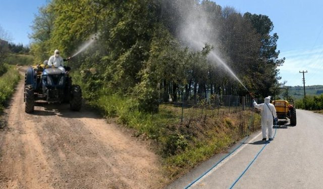 Sakarya'da kahverengi kokarca ile mücadele yoğunlaştı