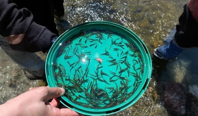 50 bin kırmızı benekli alabalık yavrusu derelere bırakıldı