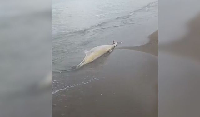 Karasu'da ölü yunus balığı sahile vurdu