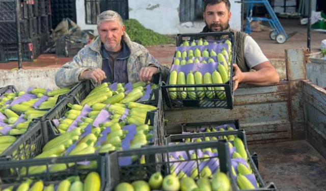 Kabağın fiyatı tarlada 30 lira