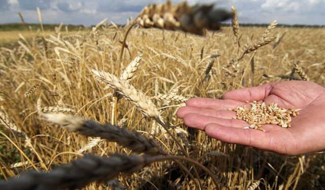TZOB: Hububat alım fiyatları beklentileri karşılamadı