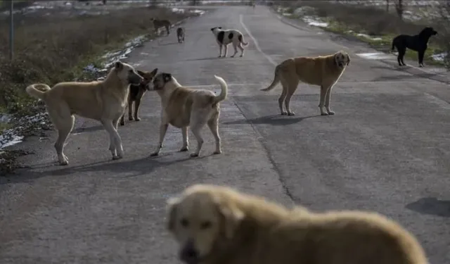 İçişleri Bakanlığı'ndan 'sokak köpekleri' için kritik karar! 3 belediye başkanı hakkında işlem