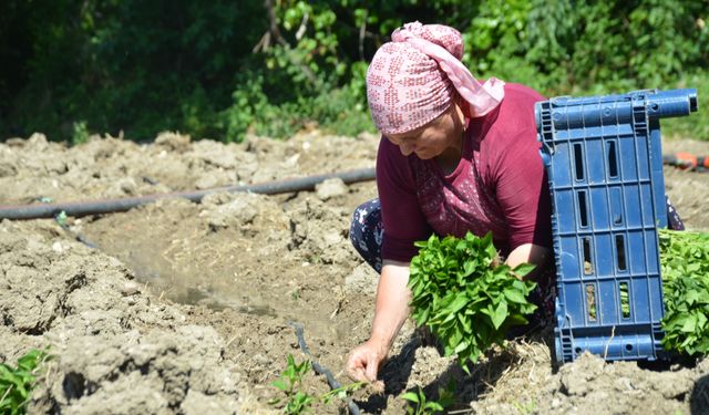 162 yıldır aynı "Ata Tohumu" ile ekiyorlar