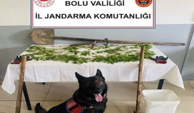 Bolu'da kenevir bahçesi oluşturan şüpheli tutuklandı