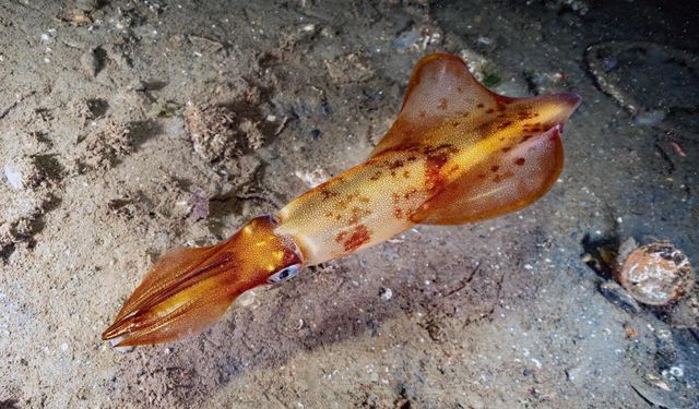 Komşuda 30'a yakın deniz canlısı yuvasına döndü