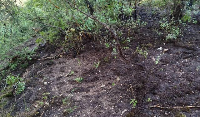 Ormanlık alana düşen yıldırım yangına neden oldu