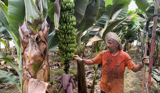 Muz üreticisi dertli: Bahçede 25 TL, markette 120 TL