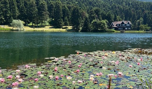 Bolu'da bu çiçeği koparmanın cezası 699 bin 197 lira