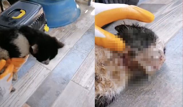 Kaynarca’da boğazı kesilmiş halde bulunan kedi tedavi altına alındı