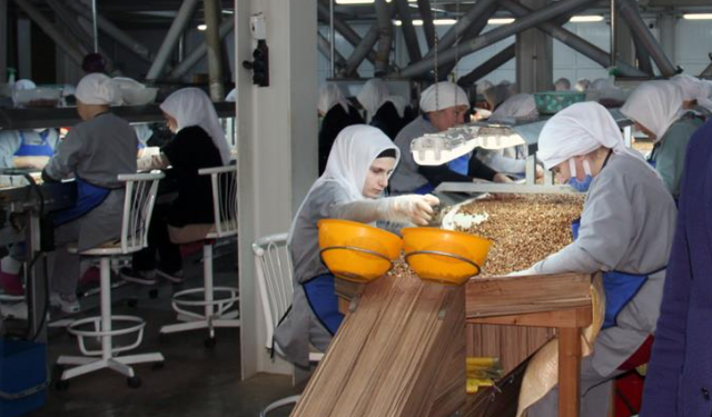 Fındık fiyatlarındaki düşüş sürüyor
