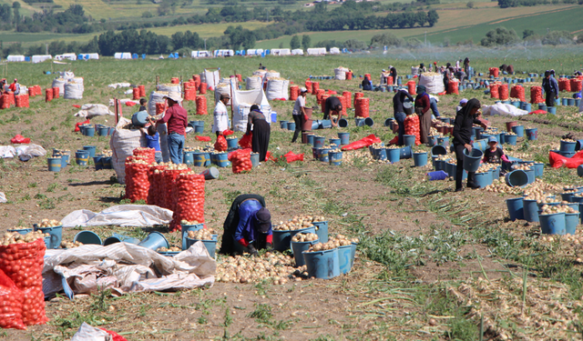 Soğan hasadı başladı; Tarlada kilosu 12-25 lira