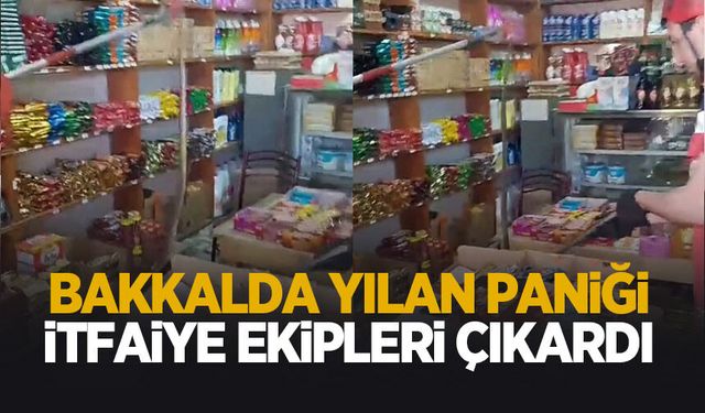 Bakkalda yılan paniği!