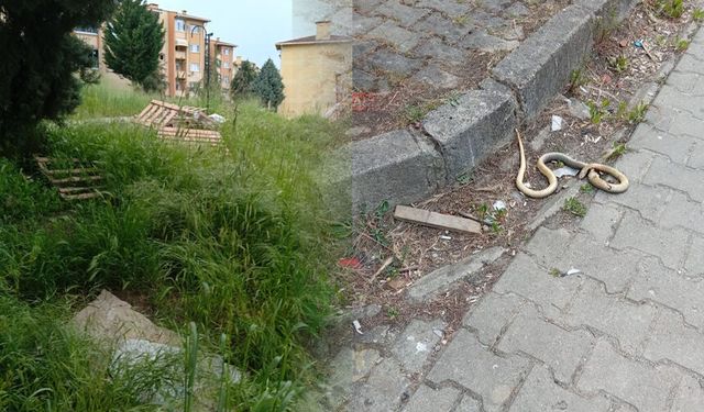 Adapazarı’nda TOKİ sakinlerinin yılan korkusu: "Valimiz sesimizi duysun"