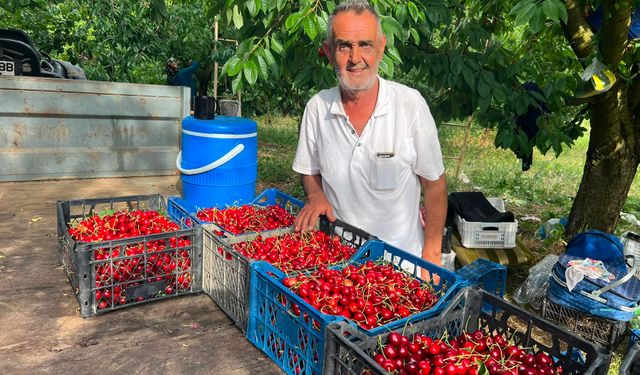 Napolyon cinsi kirazın hasadına başladı