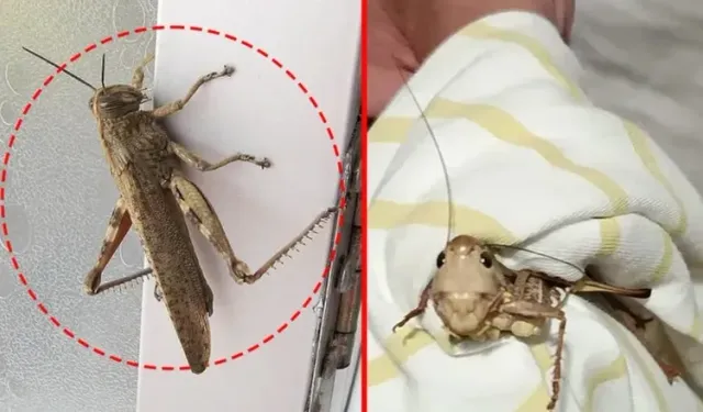 Çekirge istilası mı başladı? Bakanlıktan beklenen açıklama geldi