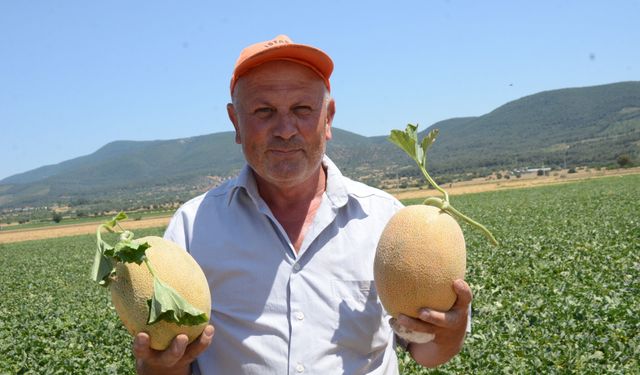 Medetli kavununun hasadı başladı