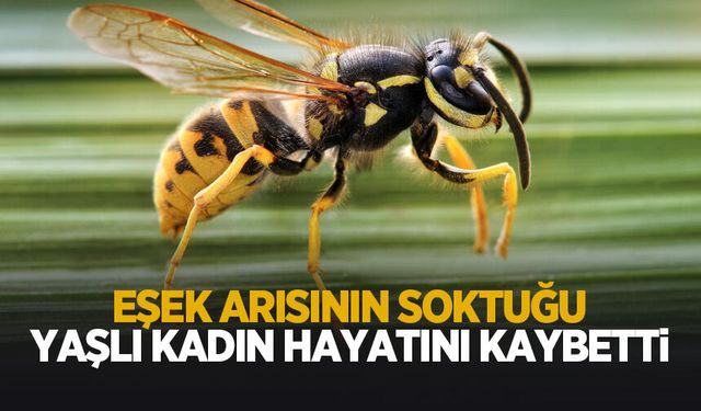Eşek arısının soktuğu kadın hayatını kaybetti