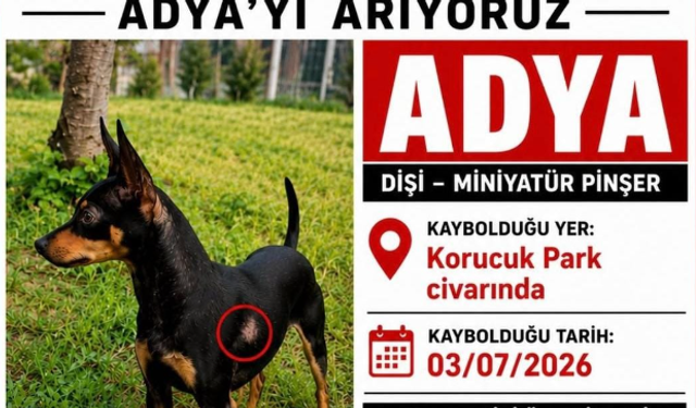 Korucuk Park'ta Kaybolan Minyatür Pinşer aranıyor