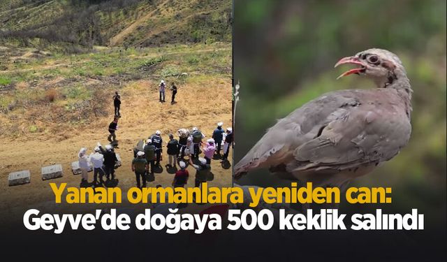 Geyve'de doğaya 500 keklik salındı