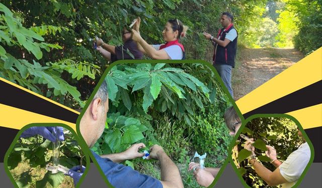 Sakarya'da kahverengi kokarca ile mücadele sürüyor: Doğaya samuray arısı salındı